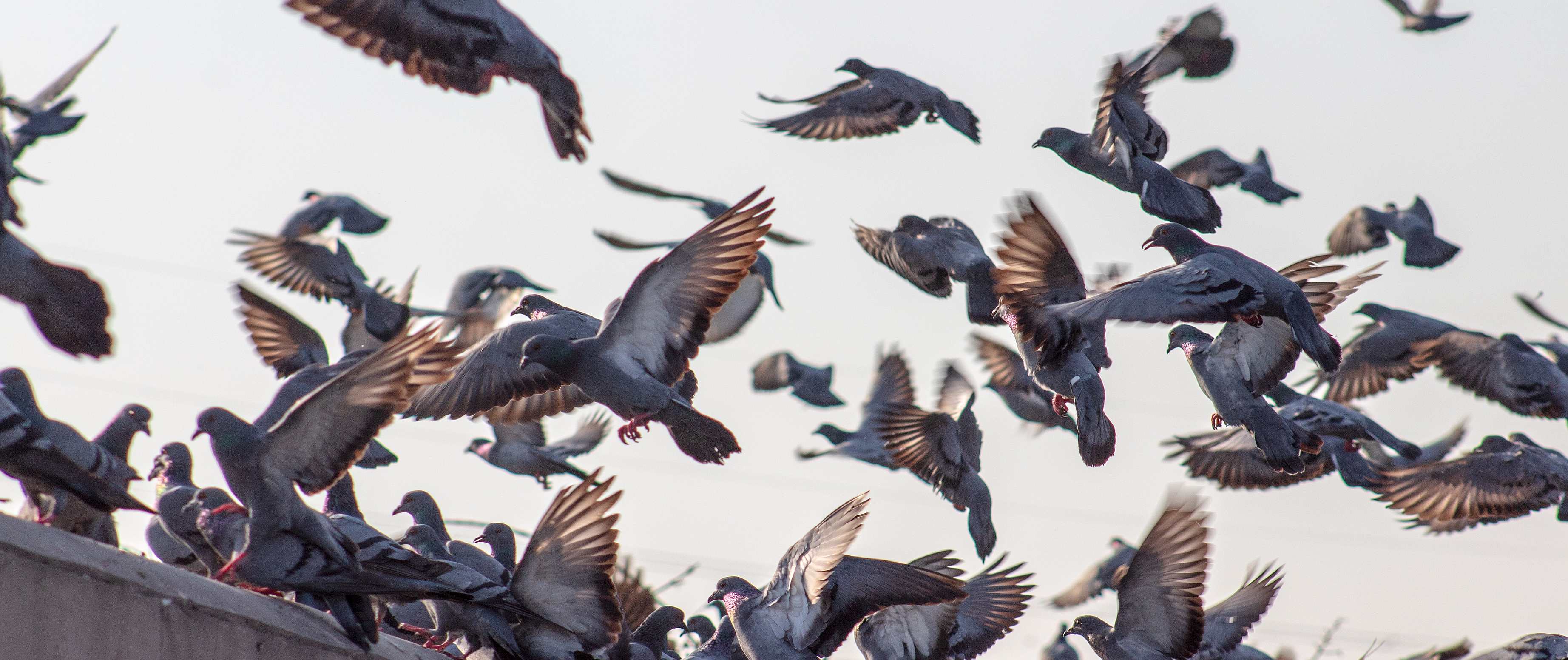 pigeon flock